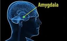 amygdala.jpg